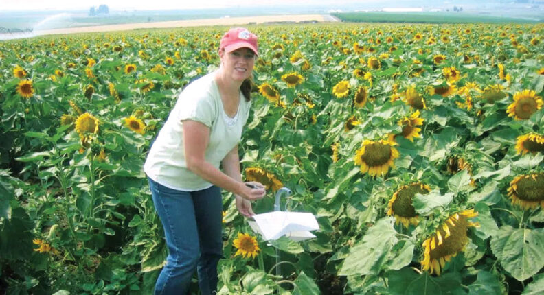 Woman wearing a WSU baseball cap in a field of sunflowers