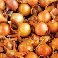 Pile of yellow onions