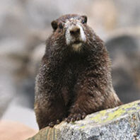 Hoary marmot (Derivative of photo courtesy Jason Ransom/North Cascades National Park Service Complex)