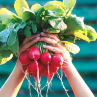 Hands holding bunch of radishes