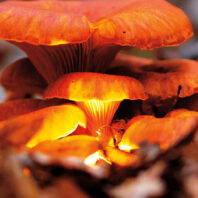 Mushrooms lit from underneath