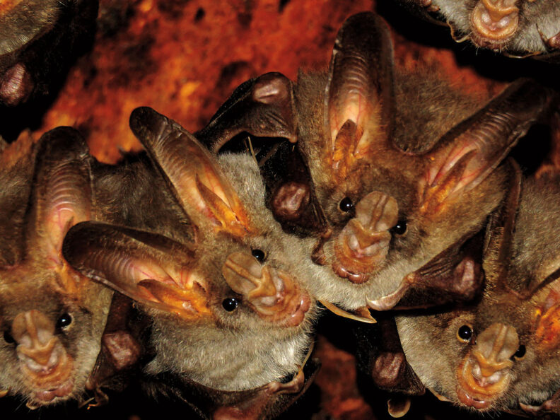 Group of brown bats. Vishu Vishuma/Unsplash