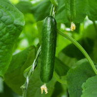 Cucumber hanging on a vine