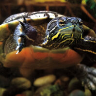 A western painted turtle swims in a large tank