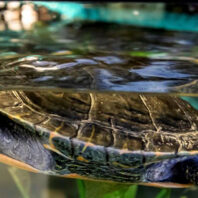 Closeup of a turtle in an aquarium. Photo Ted S. Warren
