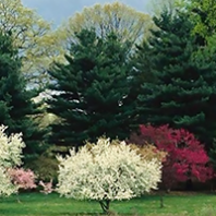 Flowering trees with evergreen trees in the background