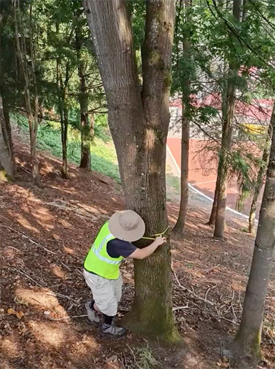 person in a hat and safety vest measures the diameter of a tree