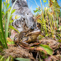 Cascades frog