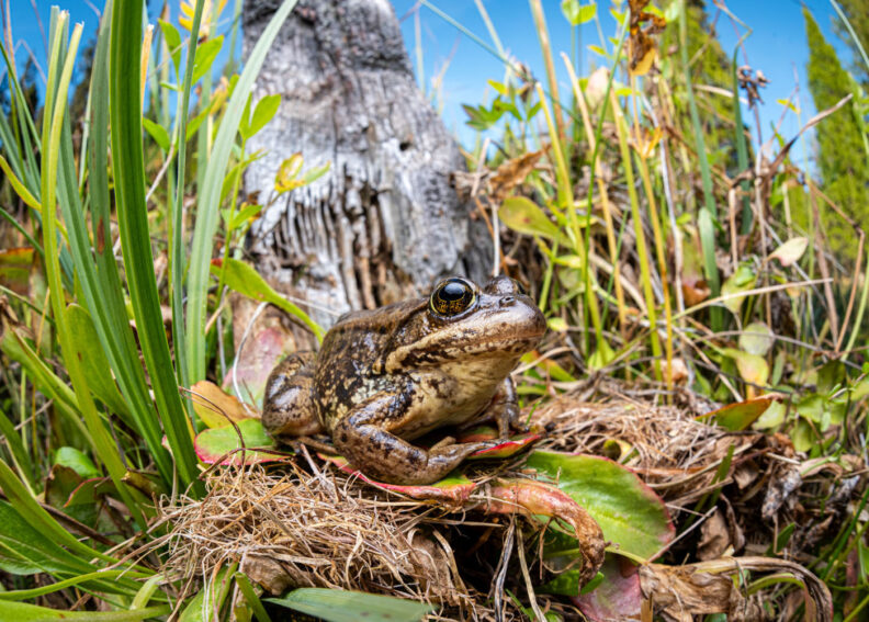 Cascades frog