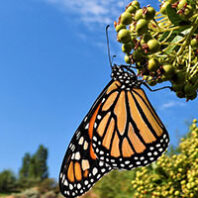 Monarch butterfly closeup on a plant with blue sky behind it