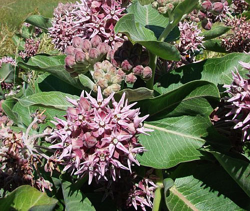 Light purple showy milkweed flowers in the wild