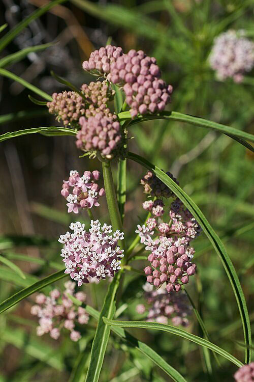 Light purple narrowleaf milkweed flowers in the wild