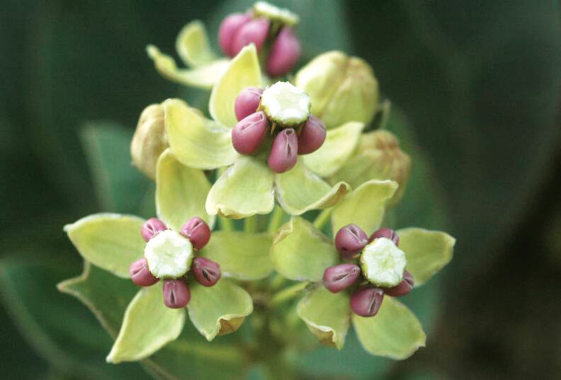 Closeup of Davis’ milkweed buds