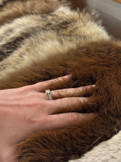 Hand touches an animal pelt