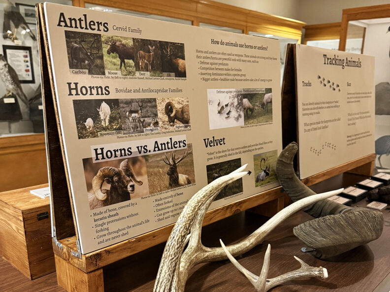 Display about antlers and horns in the Conner Museum