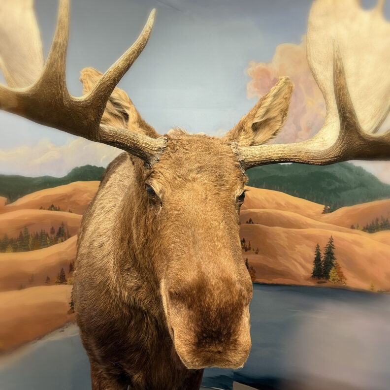 Front view of a taxidermied moose with a painted landscape behind it