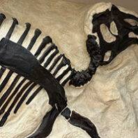 Prosaurolophus maximus skeleton in Conner Museum