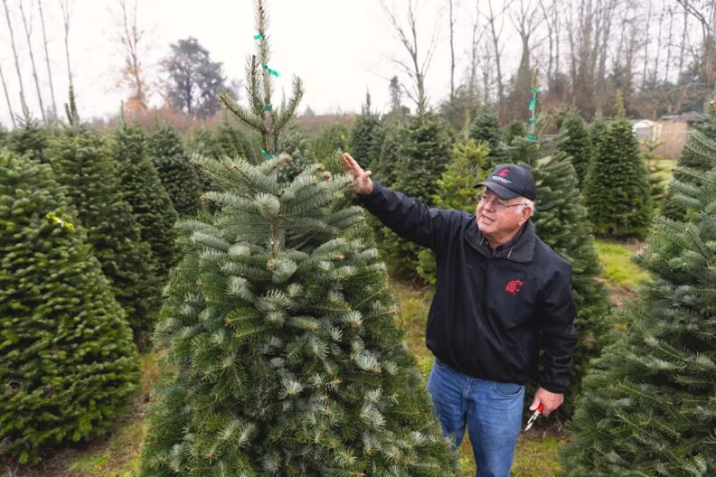 WSU scientist Gary Chastagner points to parts of an evergreen tree