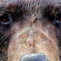 Close-up of a brown bear’s face, showing eyes, nose, and dense fur