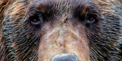 Close-up of a brown bear’s face, showing eyes, nose, and dense fur