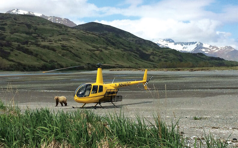 Yellow helicopter parked on a gravel riverbed with a brown bear walking nearby and mountains in the background