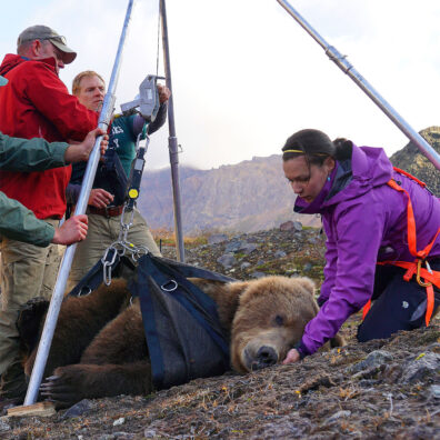 Field researchers surrounding a sedated brown bear secured in a harness during a wildlife handling operation.