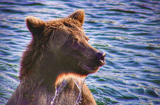 Brown bear standing upright in shallow water, head turned to the side with water dripping from fur