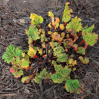 Rhubarb plant emerging from soil, with red stalks and crinkled green leaves spreading outward.