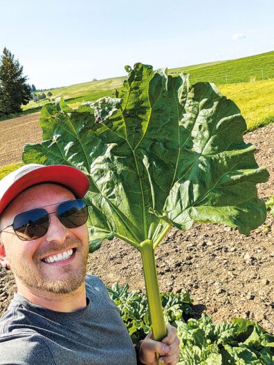 Man holding a large rhubarb stalk with broad green leaves in a cultivated field under a clear sky.