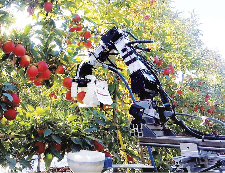 Robotic harvesting system operating among fruit trees in an orchard, using cameras and sensors to identify and collect ripe apples.