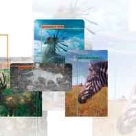Collage of wildlife images overlaid with computer vision detection boxes and confidence scores, showing animals including an elephant, zebra, deer, bird, and a thermal image of a large cat. The graphic illustrates artificial intelligence used for wildlife identification and monitoring.