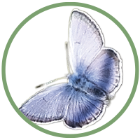 Fender’s blue butterfly
