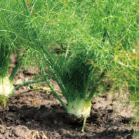 Close-up of fennel plants growing in cultivated soil, showing pale green bulbs at the base and feathery green foliage above.