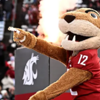 Washington State University’s cougar mascot, wearing a crimson jersey with the number 12, points toward the crowd during a football game. Stadium seating, spectators, and a burst of flame are visible in the background.