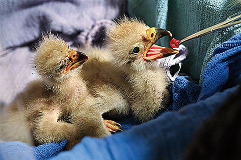Two young raptor chicks sit in a padded enclosure while being hand-fed with tweezers. One chick reaches toward a small piece of food held at its beak.