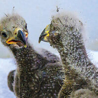 Two downy raptor chicks stand close together on a white surface, showing early feather development and dark beaks against a plain background.