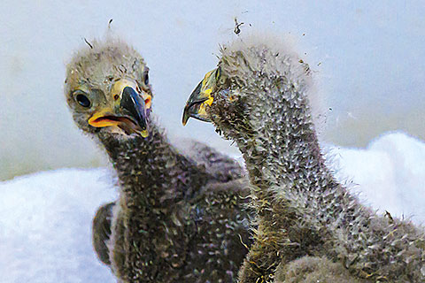 Two downy raptor chicks stand close together on a white surface, showing early feather development and dark beaks against a plain background.