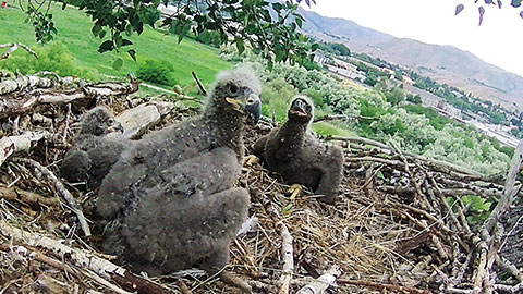 Three young raptor chicks rest in a large stick nest high in a tree. A green landscape with buildings and hills is visible in the background.
