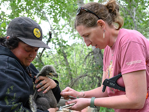 Marcie Logsdon with veterinary medicine student Alex McGregor banding a baby bald eagles