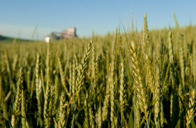 Palouse wheat field.