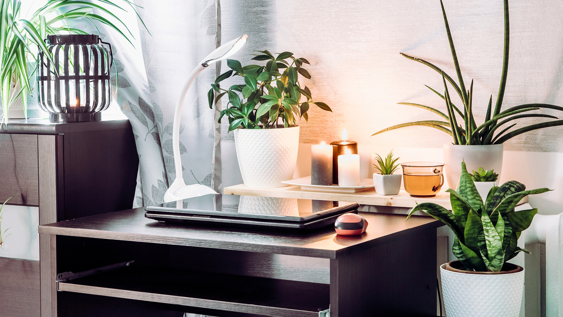 Home office desk surrounded by house plants and candles.