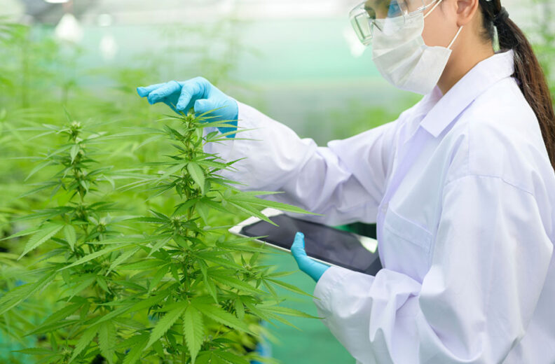 A person wearing a white lab coat, blue gloves, and protective eyewear is examining cannabis plants in a controlled indoor environment. The individual is holding a tablet while inspecting the leaves of a tall green plant. The background shows multiple cannabis plants arranged in rows under bright lighting.