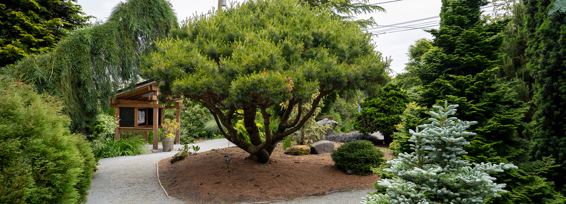 Tree and walking path in the park in the city of Mikleteo.