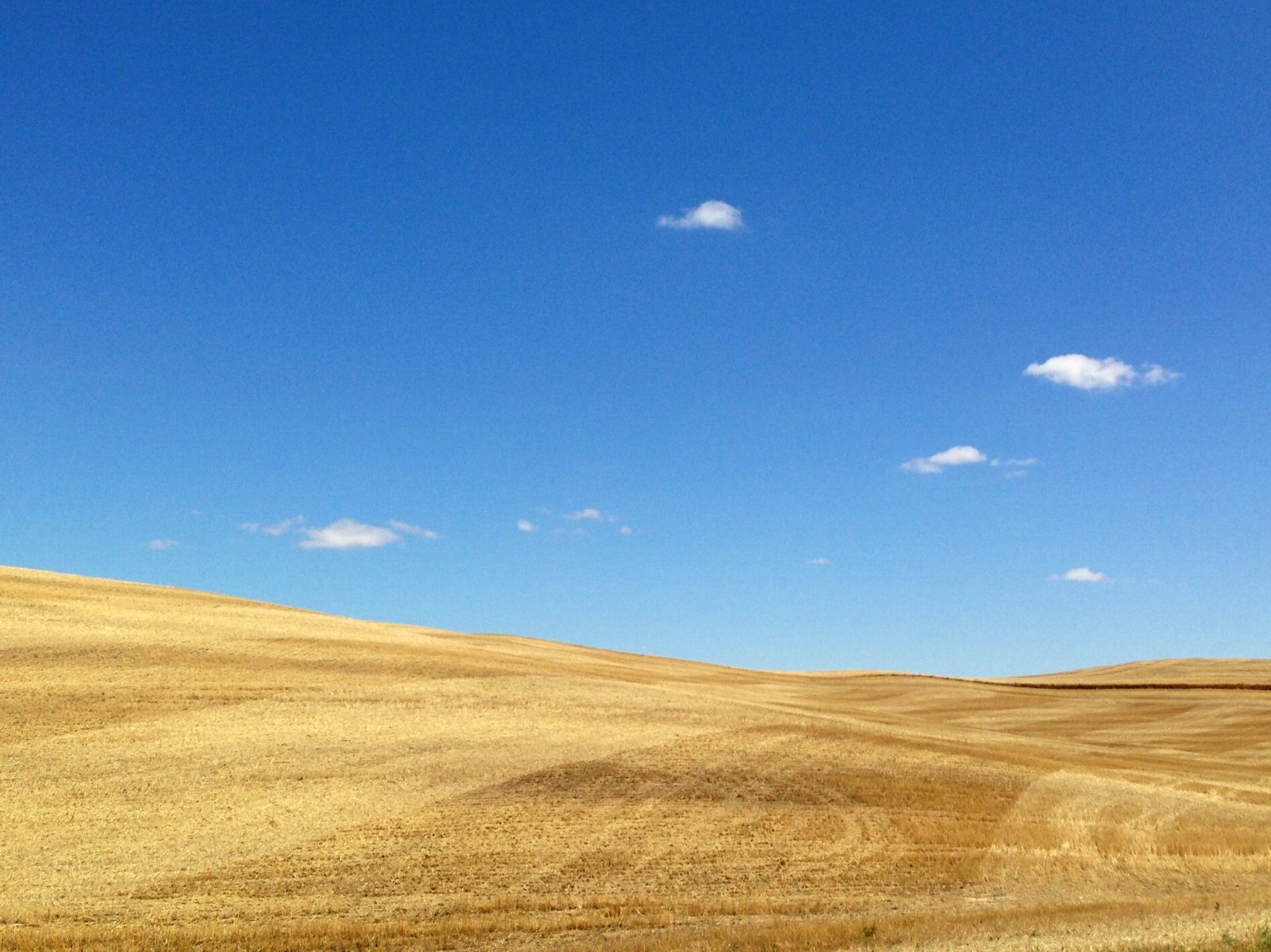 Wheat field with blue sky