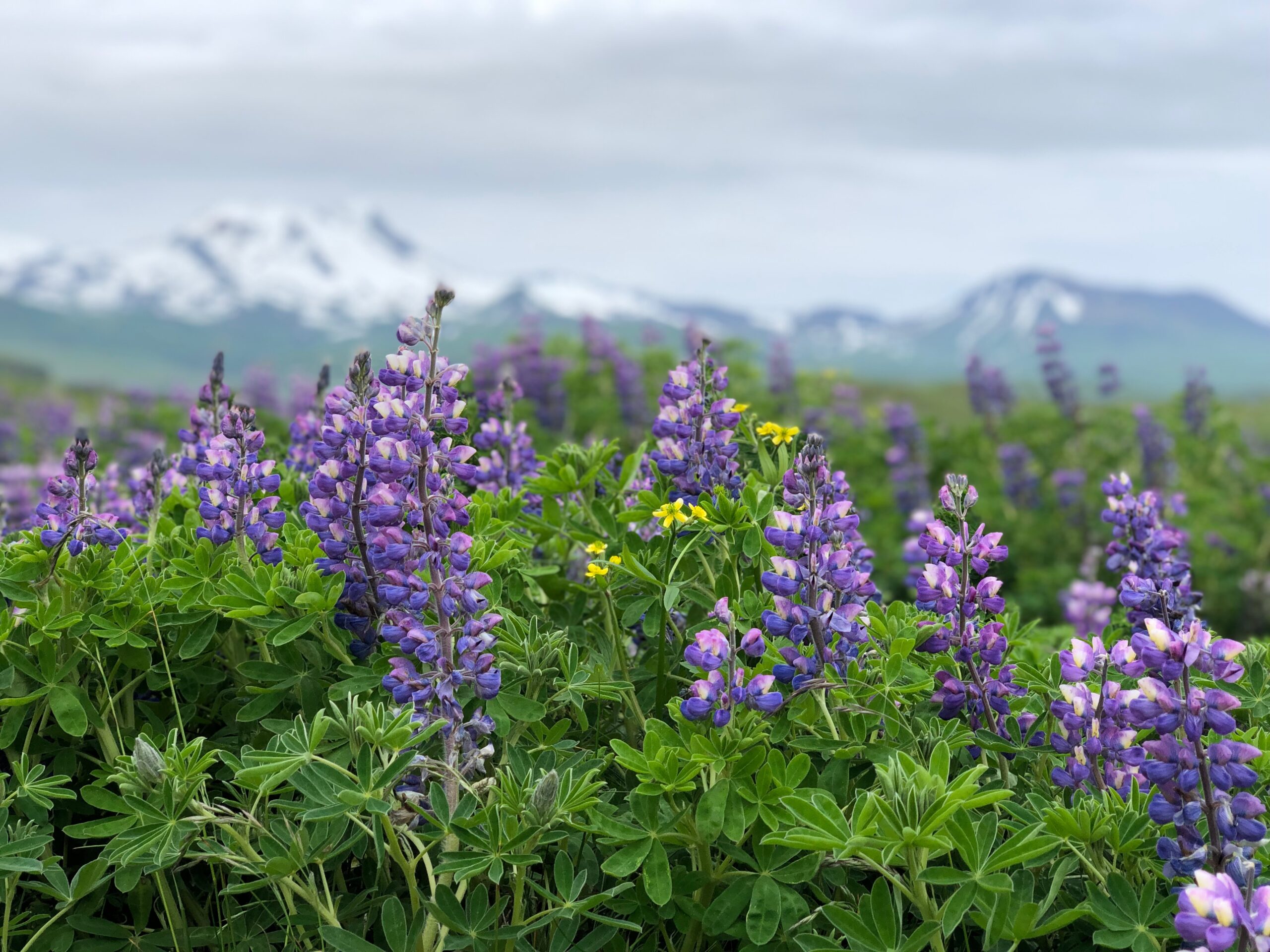 Flowers with mountains in the background in Alaska