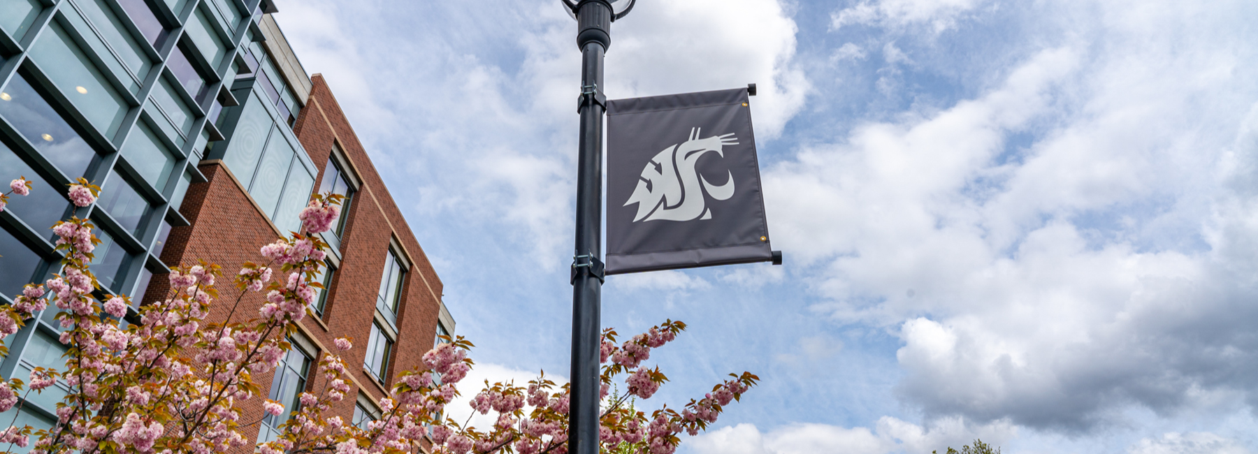 WSU Cougar Flag