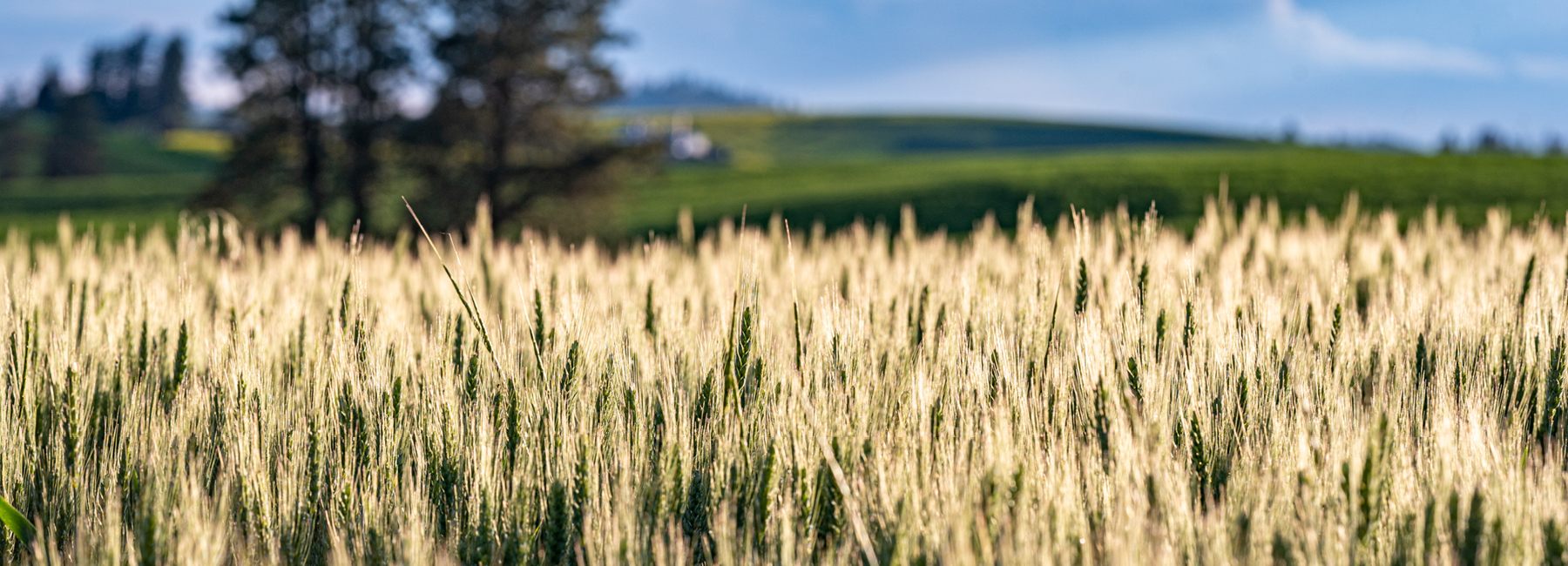 wheat field on the palouse.
