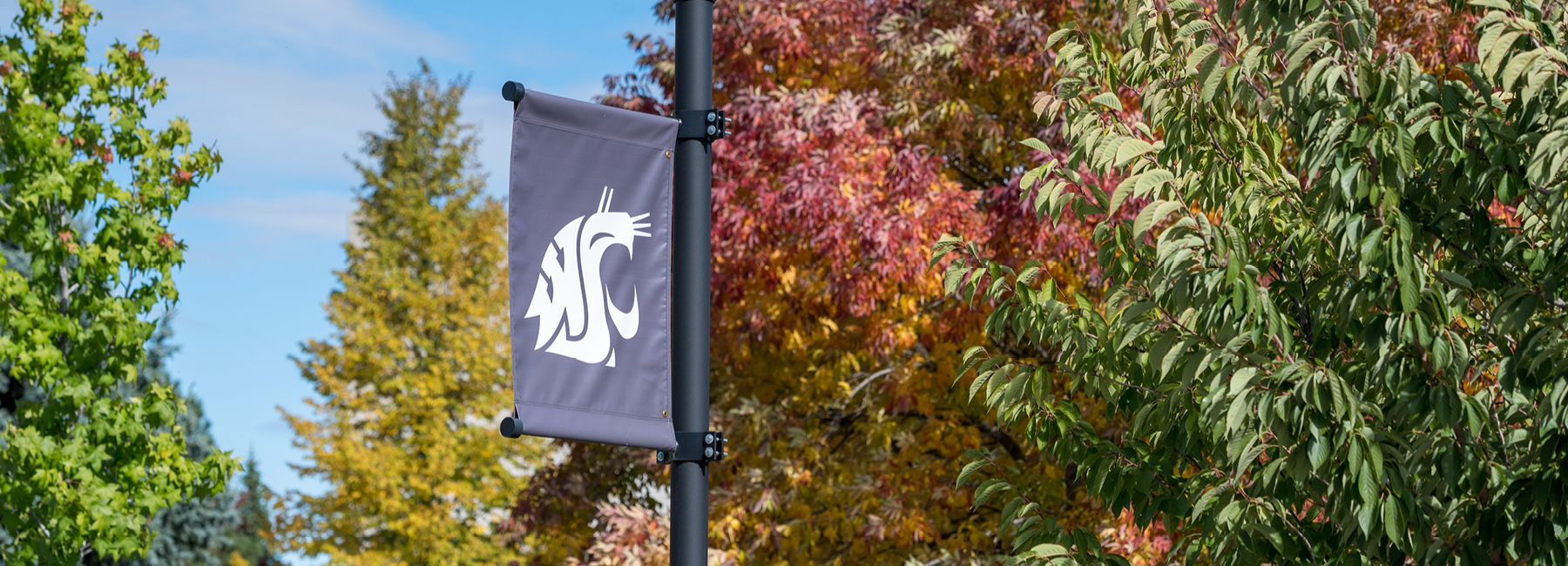 Cougar Flag on WSU campus outside