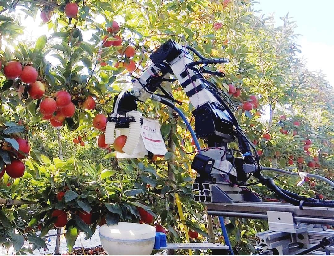 Agricultual Robot picking fruit in an orchard off of trees.