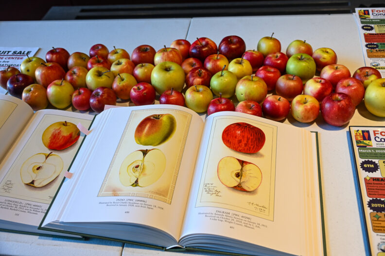 image of a table with apples, flyers, and a book open to an apple illustration